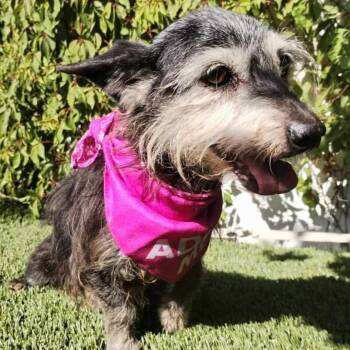 Rescue Schnauzer Dogs for Adoption in San Diego, California - Gladys | PetCurious