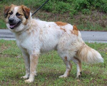 Australian Shepherd and Great Pyrenees Dogs Available for Adoption in Prattville, Alabama - Dobby 43471 | PetCurious
