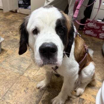 Tenzi -  Saint Bernard Dog for Adoption in Columbia, South Carolina - Tenzi | PetCurious