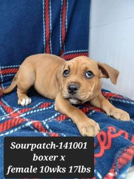 Sourpatch (foster needed) -  Boxer and Terrier Dog for Adoption in New York, New York - Sourpatch (foster Needed) | PetCurious