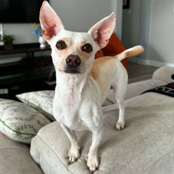 Little Pearl -  Chihuahua Dog for Adoption in Houston, Texas - Little Pearl | PetCurious