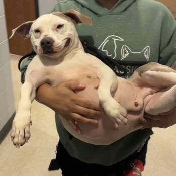 Rescue Mixed Breed Dogs for Adoption in Columbus, Georgia - Sugar 3174 | PetCurious