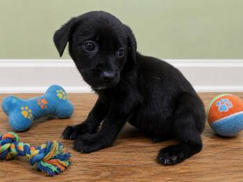 Mina -  Black Labrador Retriever Dog for Adoption in Orangeburg, South Carolina - Mina | PetCurious