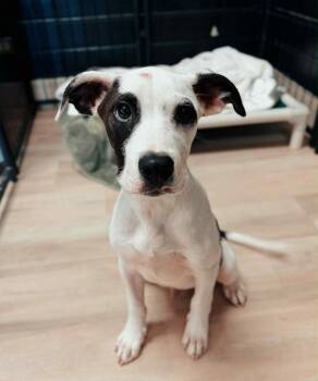 Rescue Boxer and Mixed Breed Dogs for Adoption in Effingham, Illinois - Popcorn | PetCurious