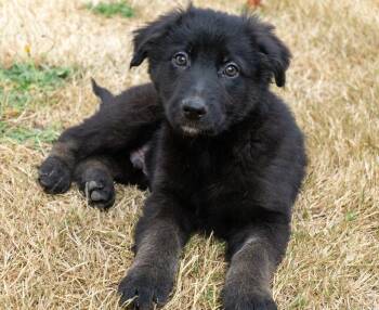 Charles Barkley -  Border Collie and Australian Cattle Dog Blue Heeler Dog for Adoption in Bend, Oregon - Charles Barkley | PetCurious