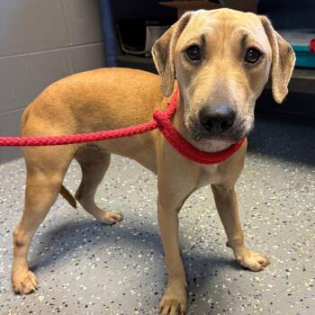 Brownie -  Hound and Labrador Retriever Dog for Adoption in Tuscaloosa, Alabama - Brownie | PetCurious