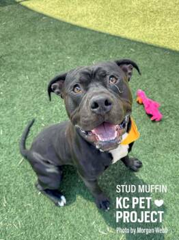 Pit Bull Terrier and Mixed Breed Dogs Available for Adoption in Kansas City, Missouri - Stud Muffin | PetCurious