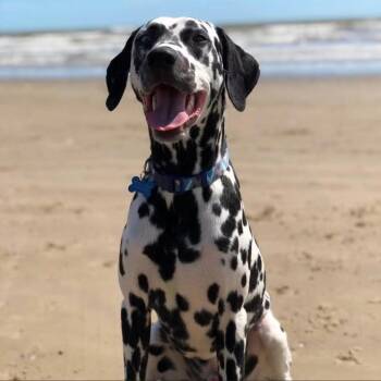 Ollie -  Dalmatian Dog for Adoption in South Houston, Texas - Ollie | PetCurious