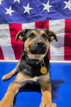 German Shepherd Dog Dogs Available for Adoption - Neville 7287 | PetCurious