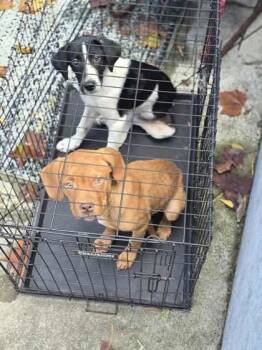 Rescue Border Collie Dogs for Adoption in Sullivan, Indiana - Simba | PetCurious