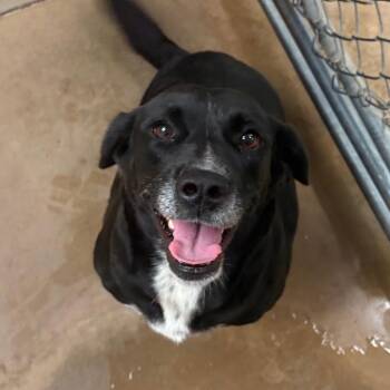 Emerson - 091601U2 -  Collie and Mixed Breed Dog for Adoption in Tupelo, Mississippi - Emerson - 091601U2 | PetCurious