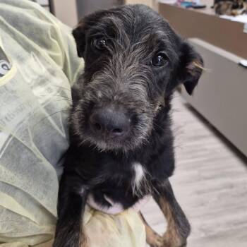 Xylophone -  Schnauzer and Labrador Retriever Dog for Adoption in Hattiesburg, Mississippi - Xylophone | PetCurious