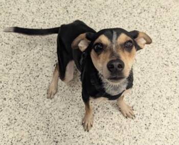 Biscuit -  Terrier Dog for Adoption in Uxbridge, Massachusetts - Biscuit | PetCurious