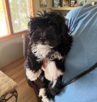 Wyatt -  Terrier Dog for Adoption in Grafton, Wisconsin - Wyatt | PetCurious