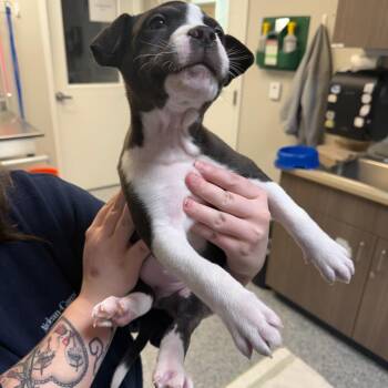 Mixed Breed Dogs Available for Adoption - Honey Badger | PetCurious