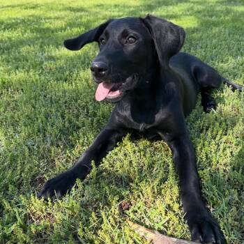 Labrador Retriever Dogs Available for Adoption in Hatfield, Pennsylvania - Della | PetCurious
