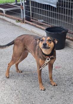 Penny -  Mixed Breed Dog for Adoption in Stanton, Kentucky - Penny | PetCurious