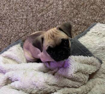 Emma -  Pug Dog for Adoption in Union Grove, Wisconsin - Emma | PetCurious