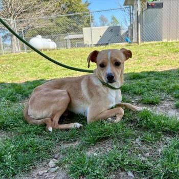 Terrier Dogs Available for Adoption - Gertrude McFuzz | PetCurious
