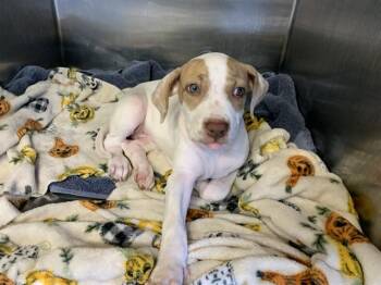 PHOBE -  American Staffordshire Terrier and Mixed Breed Dog for Adoption in Grand Prairie, Texas - PHOBE | PetCurious