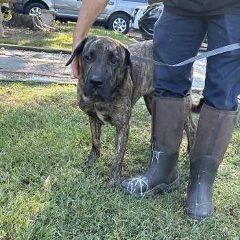 Nix -  Mountain Dog Dog for Adoption in Clanton, Alabama - Nix | PetCurious
