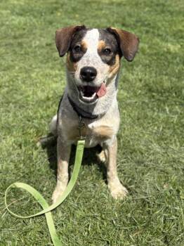 Australian Cattle Dog Blue Heeler Dogs Available for Adoption in Lancaster, Ohio - Stewie | PetCurious