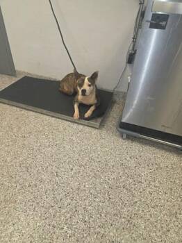 Fluttershy -  Pit Bull Terrier and Mixed Breed Dog for Adoption in Gastonia, North Carolina - Fluttershy | PetCurious