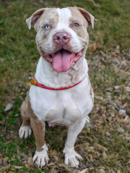 Rescue Mixed Breed Dogs for Adoption in Atlanta, Georgia - Elsinora | PetCurious