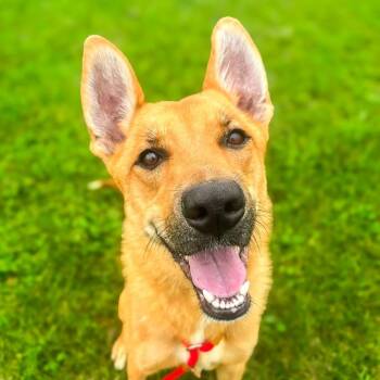 Hazel -  Shepherd Dog for Adoption in Springboro, Ohio - Hazel | PetCurious