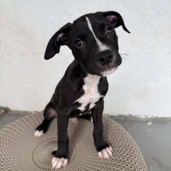 Boxer and Labrador Retriever Dogs Available for Adoption - Volcom | PetCurious