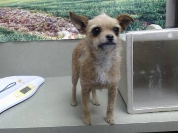 A551480 -  Chihuahua and Mixed Breed Dog for Adoption in Moreno Valley, California - A551480 | PetCurious