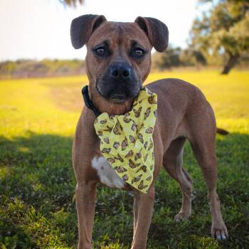 Mixed Breed Dogs Available for Adoption in Lake Jackson, Texas - Cowgirl | PetCurious