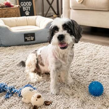 George -  Lhasa Apso Dog for Adoption in Baton Rouge, Louisiana - George | PetCurious