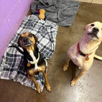 Chardonnay & Comet -  Beagle and Shepherd Dog for Adoption in Springfield, Missouri - Chardonnay & Comet | PetCurious