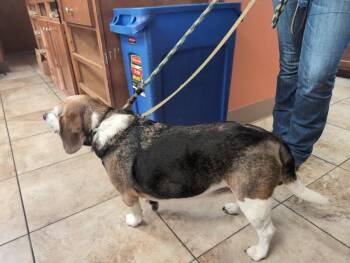 Number 5000 -  Mixed Breed Dog for Adoption in Cincinnati, Ohio - Number 5000 | PetCurious