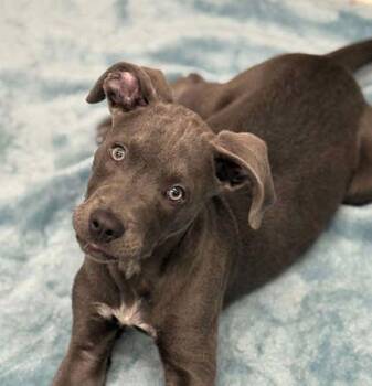Grigory -  Pit Bull Terrier and Mixed Breed Dog for Adoption in Westland, Michigan - Grigory | PetCurious