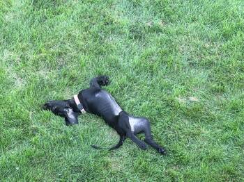 Elsie - Adoption Pending! -  German Shorthaired Pointer Dog for Adoption in Omaha, Nebraska - Elsie - Adoption Pending! | PetCurious