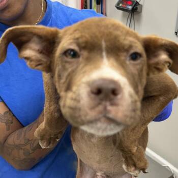 King George -  Pit Bull Terrier Dog for Adoption in Starkville, Mississippi - King George | PetCurious