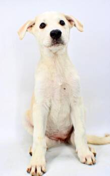 Chelsea -  Golden Retriever and Anatolian Shepherd Dog for Adoption in Morton Grove, Illinois - Chelsea | PetCurious