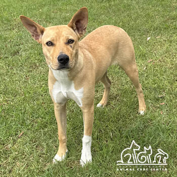 Rescue Pit Bull Terrier and Mixed Breed Dogs for Adoption in Irvine, California - DUCHESS | PetCurious