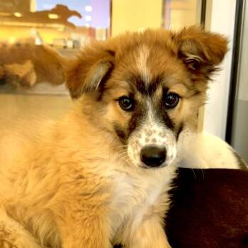 Palworld -  Mixed Breed Dog for Adoption in Park City, Utah - Palworld | PetCurious