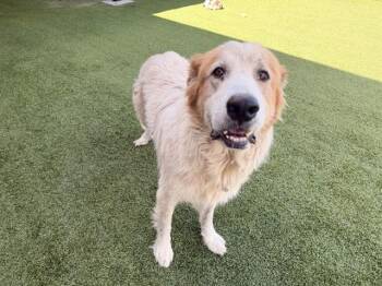 Great Pyrenees Dogs Available for Adoption - JAWS | PetCurious