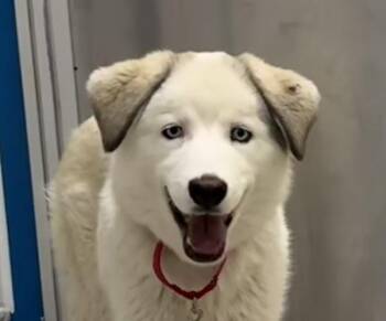 Great Pyrenees and Siberian Husky Dogs Available for Adoption in Golden, Colorado - Liberty | PetCurious