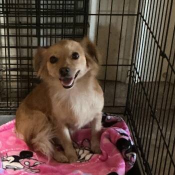 Peanut -  Mixed Breed and Papillon Dog for Adoption in Durant, Oklahoma - Peanut | PetCurious