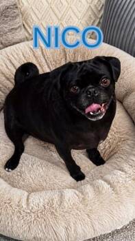 Nico (Sweet, Playful, Treat-Loving) -  Pug Dog for Adoption in Santa Monica, California - Nico (Sweet, Playful, Treat-Loving) | PetCurious