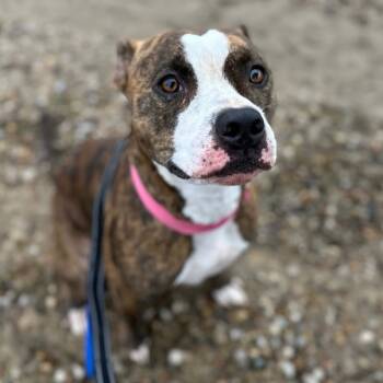 Rescue Terrier and Boxer Dogs for Adoption in Mount Vernon, Indiana - Ella | PetCurious