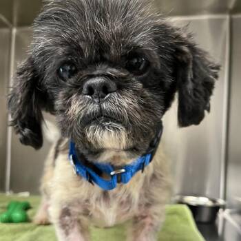 Domino -  Shih Tzu Dog for Adoption in Lake Panasoffkee, Florida - Domino | PetCurious
