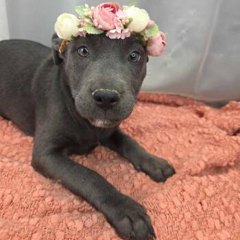 Cane Corso Dogs Available for Adoption in Foley, Alabama - Haisley | PetCurious