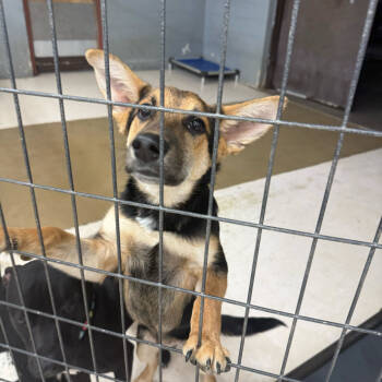 Rescue German Shepherd Dog and Mixed Breed Dogs for Adoption in Grand Junction, Colorado - Chestnut | PetCurious