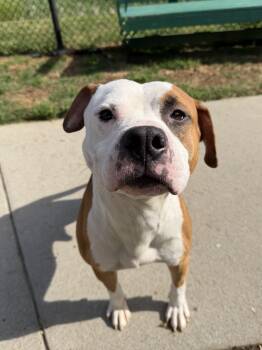 Pit Bull Terrier Dogs Available for Adoption - Buster | PetCurious